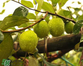 來月經(jīng)可以吃青棗嗎？月經(jīng)可以吃青棗嗎？