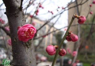 立春后種什么花？立春時開的花有哪些？