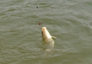 立春后能釣魚(yú)嗎？立春后好釣魚(yú)嗎？