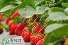 現(xiàn)摘的草莓有農(nóng)藥嗎？怎么辨別草莓打過農(nóng)藥？