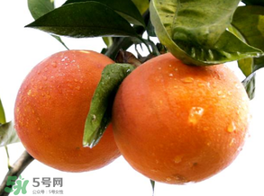 血橙為什么沒(méi)有血絲？血橙為什么不紅？