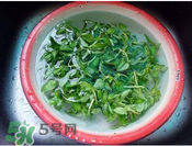 香菜煮水洗腎是真的嗎？香菜煮水洗腎是真的嗎