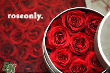 roseonly是什么花？roseonly是真花還是假花？