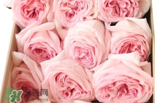 roseonly可以保存多久？roseonly能放多長時間？