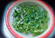香菜煮水洗腎是真的嗎？香菜煮水洗腎是真的嗎