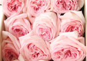 roseonly鮮花怎么保養(yǎng)？roseonly永生花怎么保養(yǎng)？