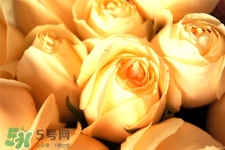 情人節(jié)可以送黃玫瑰嗎？情人節(jié)送黃玫瑰好嗎？