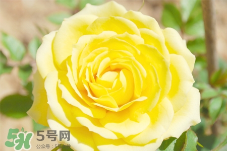 情人節(jié)可以送黃玫瑰嗎？情人節(jié)送黃玫瑰好嗎？