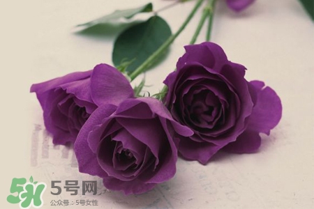 情人節(jié)可以送紫玫瑰嗎？情人節(jié)送紫玫瑰好嗎？