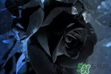 黑玫瑰代表什么意思？黑玫瑰花語的含義
