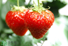 小孩咳嗽可以吃草莓嗎？小孩發(fā)燒可以吃草莓好？