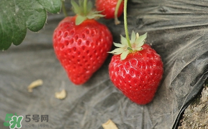 寶寶吃草莓會(huì)過敏嗎？寶寶吃草莓過敏怎么辦？