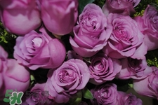 鮮花怎么養(yǎng)？鮮花怎么養(yǎng)放的比較久？
