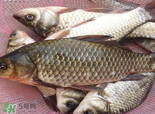 春天釣鯽魚用什么餌料？春天釣鯽魚餌料配方