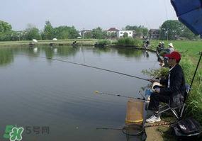 春天釣魚用什么餌料？春天釣魚用腥還是香？