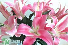 百合花怎么養(yǎng)水里？水養(yǎng)百合花怎么開久些？