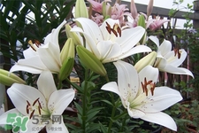百合花葉子發(fā)黃怎么回事？百合花葉子發(fā)黃怎么辦？