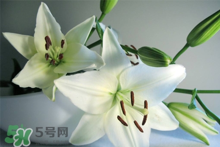 百合花葉子發(fā)黃怎么回事？百合花葉子發(fā)黃怎么辦？