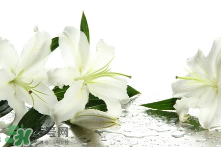 百合花葉子發(fā)黃怎么回事？百合花葉子發(fā)黃怎么辦？