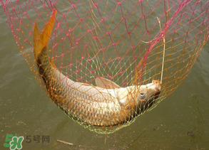 春天釣鯉魚用什么餌料？春天釣鯉魚餌料配方