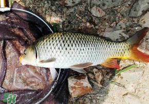 春天釣鯉魚用什么餌料？春天釣鯉魚餌料配方