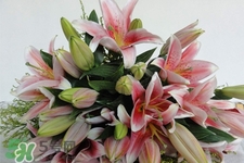 養(yǎng)百合花用什么水？養(yǎng)百合花水里放什么？