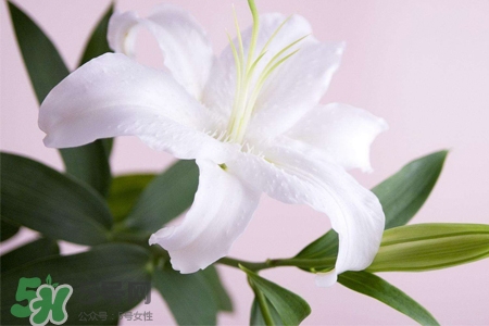 百合花多久澆一次水？百合花多長時間澆水？