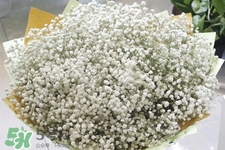滿天星在花瓶里怎么養(yǎng)？滿天星買回來要養(yǎng)水嗎？
