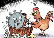 h7n9禽流感怎么預防？預防h7n9禽流感知識
