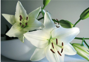 百合花能放花瓶里養(yǎng)嗎？百合花在花瓶里怎么養(yǎng)？