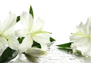 百合花怎么養(yǎng)水里？水養(yǎng)百合花怎么開久些？