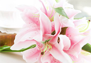 養(yǎng)百合花用什么水？養(yǎng)百合花水里放什么？