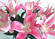 百合花多久澆一次水？百合花多長(zhǎng)時(shí)間澆水？