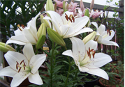 百合花怎么養(yǎng)？百合花在家怎么養(yǎng)？