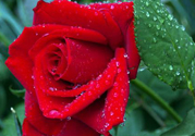 玫瑰花可以放多久？玫瑰花可以放幾天？