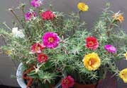 春天家里適合種什么花？春天適合種植什么花？