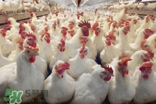 h7n9禽流感可以治愈嗎？禽流感能治好嗎？