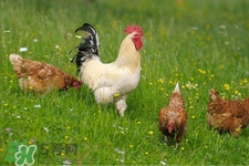 h7n9禽流感可以治愈嗎？禽流感能治好嗎？