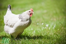 h7n9禽流感可以治愈嗎？禽流感能治好嗎？