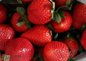 奶油草莓多少錢一斤？奶油草莓價格