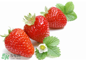 奶油草莓是什么品種？奶油草莓和巧克力草莓的區(qū)別 