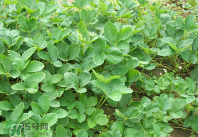 草莓苗幾月份種植？幾月份可以種草莓？
