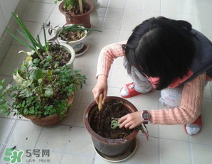 春天家里適合種什么花？春天適合種植什么花？