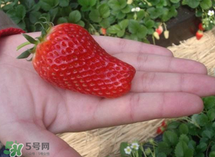 怎么辨別有機草莓？有機草莓和普通草莓的區(qū)別 
