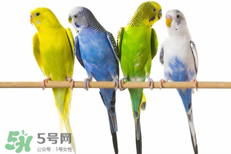 禽流感可以養(yǎng)鸚鵡嗎？禽流感期間能養(yǎng)鸚鵡嗎？