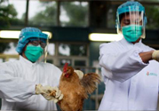 h7n9禽流感可以治愈嗎？禽流感能治好嗎？