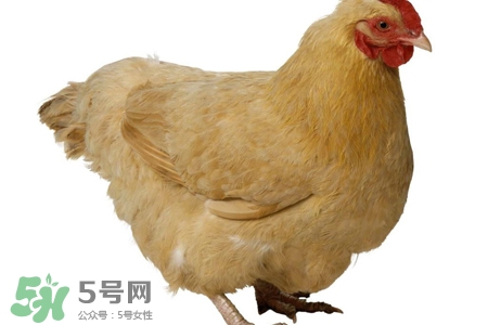 禽流感有哪些癥狀？人得禽流感什么癥狀？