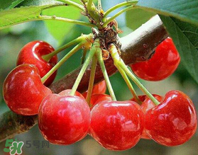 美早和大紅燈哪個好吃？美早和大紅燈的區(qū)別