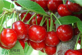 美早和黑珍珠哪個好吃？美早和黑珍珠的區(qū)別