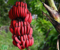 紅香蕉多少錢一斤？南洋紅香蕉多少錢一斤？